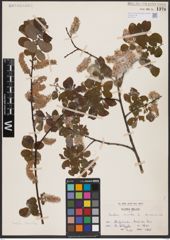 Foto von Salix aurita L.